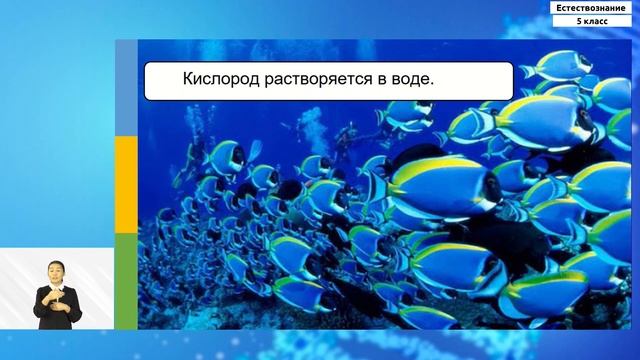 5-класс | Естествознание | Вода ‒ растворитель. Органические вещества смотреть онлайн