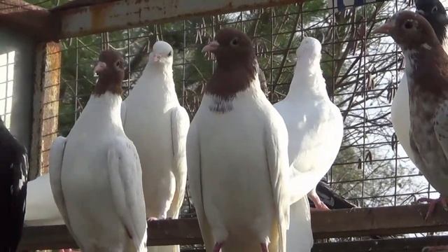 Бойные голуби Сергея Канунникова, г Уфа Часть 1 смотреть онлайн