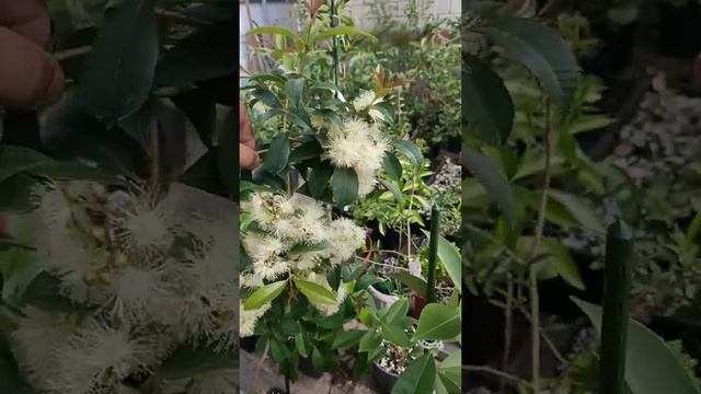 Syzygium oleosum (Сизигиум масляный) смотреть онлайн