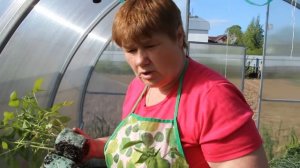 Посадка томатов на укрывной материал в теплицу.(13.05.16)