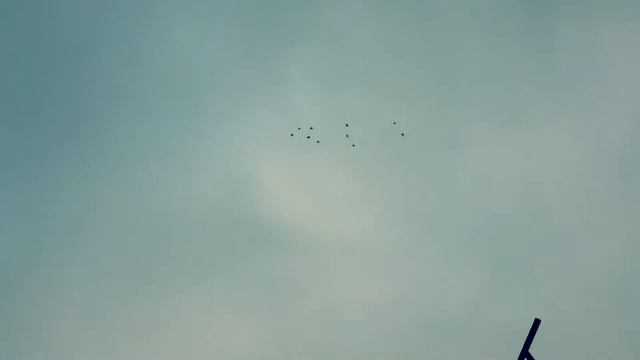 Голоби кружат над голубятней смотреть онлайн