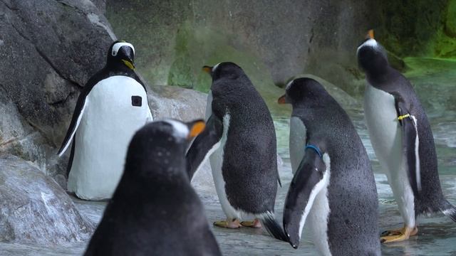 Пингвин-шпион: впервые в истории Зоопарка смотреть онлайн