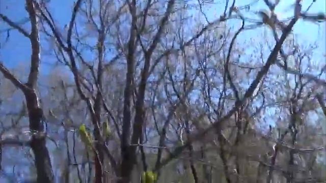 Конский каштан на Урале. смотреть онлайн