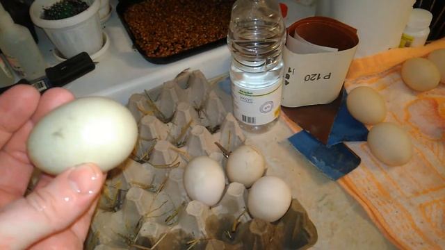 Инкубация яиц мускусной утки (первый опыт) смотреть онлайн