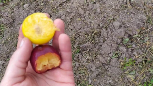 комета ранняя и Злато скифов смотреть онлайн