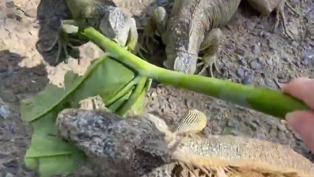 Arch’s Iguana Reserve - Roatán Honduras 2/7/23 смотреть онлайн