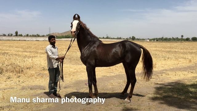 Marwari stallion Prabhat смотреть онлайн