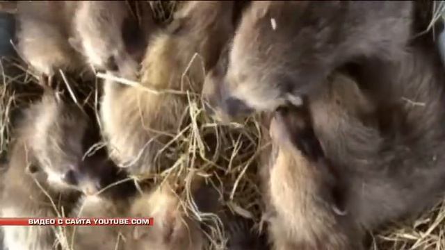 Рекордное число детёнышей родила самка енота в зоопарке в с. Борисовке смотреть онлайн