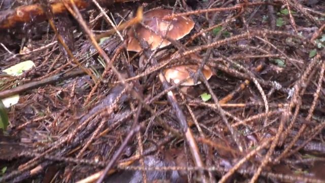 Белые грибы, ВЕДЬМИН КРУГ, ??? СТОЛЬКО НЕ БЫВАЕТ! НАЧАЛО НАШЕСТВИЯ, ИЮЛЬ 2020 Подмосковье. смотреть онлайн