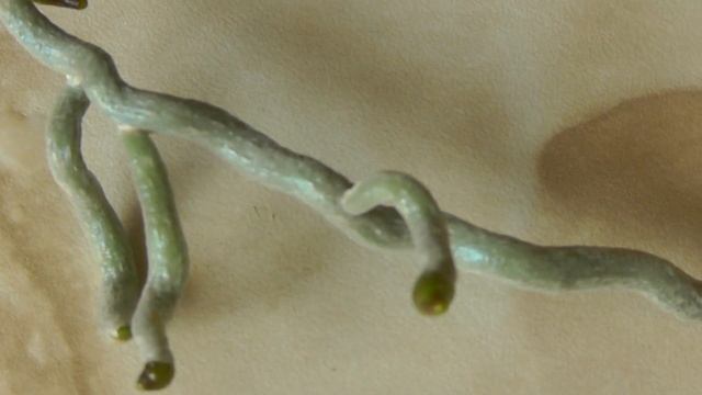 воздушные корни орхидеи. кончик корня фиолетовый, что делать? смотреть онлайн