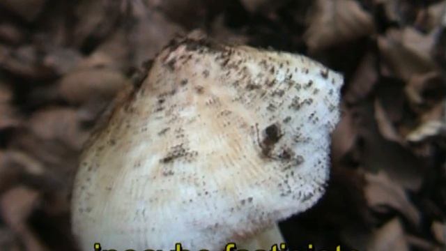 Inocybe_rimosa.mpeg смотреть онлайн