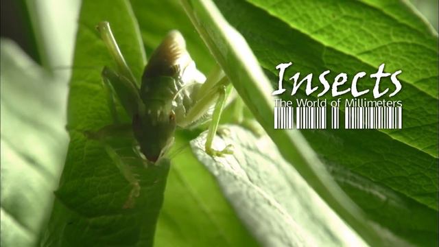 ДОКУМЕНТАЛЬНЫЙ ФИЛЬМ О НАСЕКОМЫХ И ПРИРОДЕ. смотреть онлайн