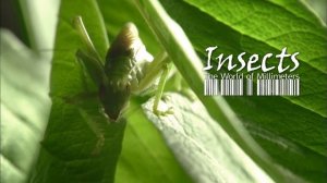 ДОКУМЕНТАЛЬНЫЙ ФИЛЬМ О НАСЕКОМЫХ И ПРИРОДЕ.
