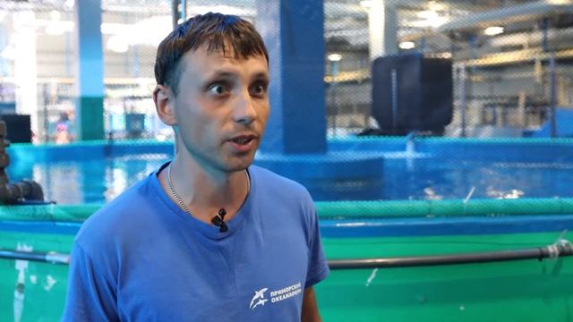Развитие эмбриона зебровой акулы смотреть онлайн