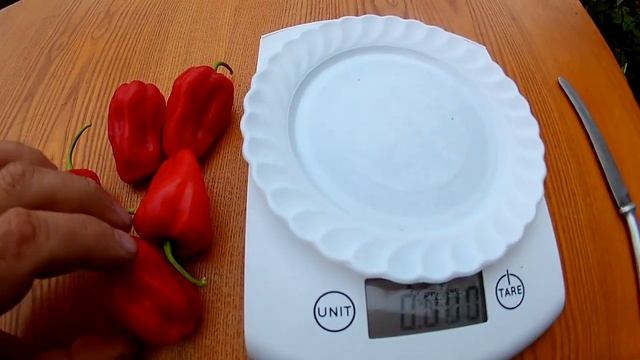 Habanero Gambia - Сорт острого перца