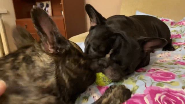 Французские бульдоги Бумер и Дизель. Играем в мяч 🎾 смотреть онлайн
