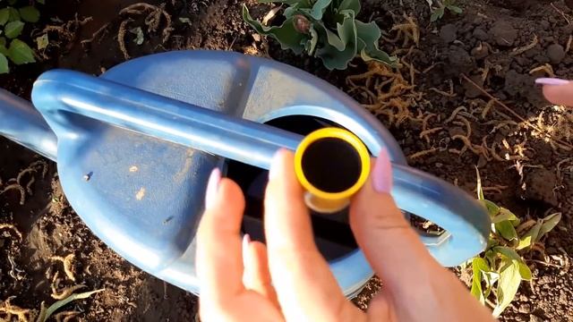 Обязательная подкормка Роз в Мае. Бутонов больше. Делюсь личными наработками. Вносим удобрения. смотреть онлайн