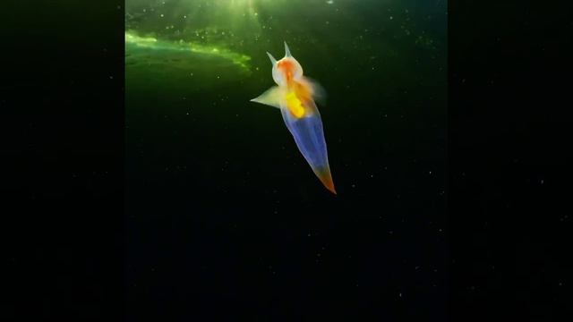 Этих моллюсков называют «морскими ангелами». смотреть онлайн