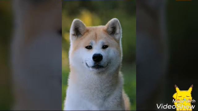 История Хатико!