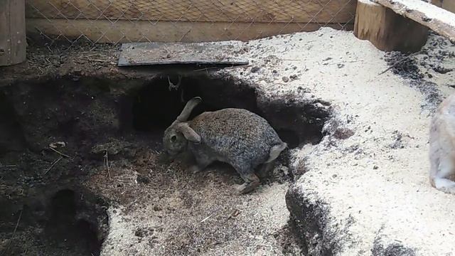 Жизнь кроликов весной в вольере/прибавление в хозяйстве смотреть онлайн
