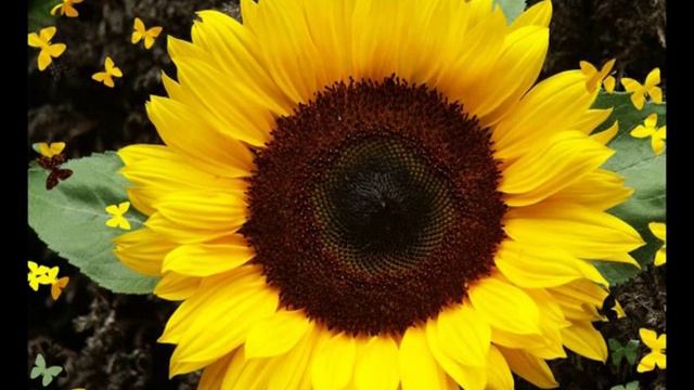 Діана Петриненко. Мати сіяла сон смотреть онлайн