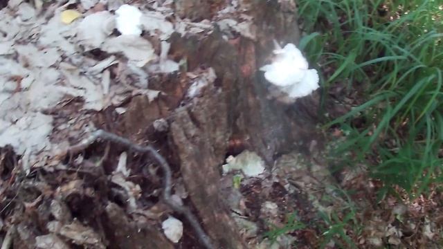 За багульником. И в другие лесные места заглядывали. смотреть онлайн