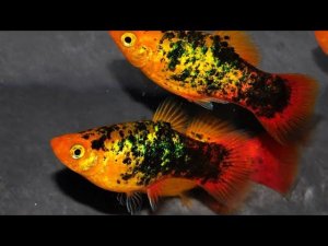 ПЕЦИЛИЯ. СОДЕРЖАНИЕ, УХОД, КОРМЛЕНИЕ, СОВМЕСТИМОСТЬ