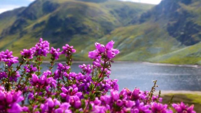 The Wind On The Heath (Scottish pastorale), mandolin mandocello guitar смотреть онлайн