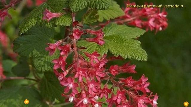 Смородина кроваво-красная Коджа. Краткий обзор, описание характеристик ribes sanguineum Koja смотреть онлайн