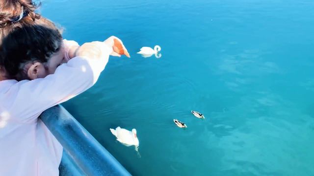🦢Лебеди.🎼лебединое озеро. 🦢Swans.🎼 swan lake. смотреть онлайн