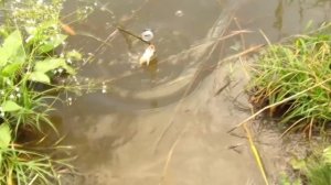 Карась на СОСКУ. Карась на ПРОБКУ. Ловля  КАРАСЯ.