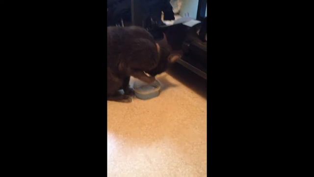 INÉDIT du jamais vue! un chat de ouf смотреть онлайн