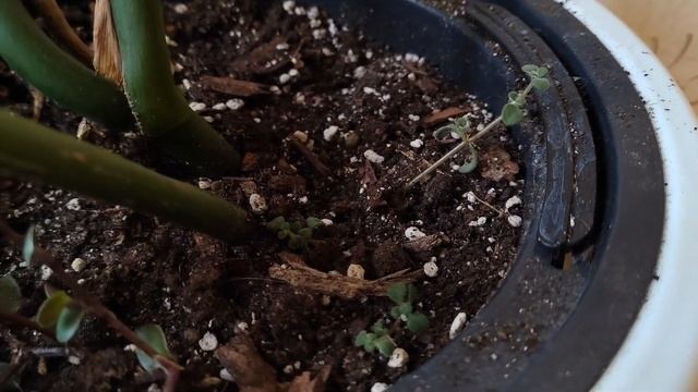 Уход за монстерой? Виды монстер? идеальный грунт для монстеры