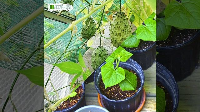 Африканский огурец Кивано, Семена смотреть онлайн