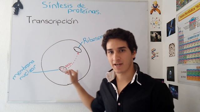 Síntesis de proteínas: Transcripción y traducción. Nivel principiante смотреть онлайн
