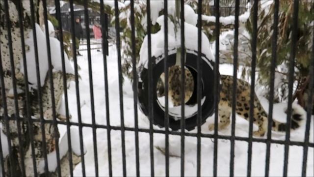 Снежный барс красавец Ишим 06.02.2021 смотреть онлайн