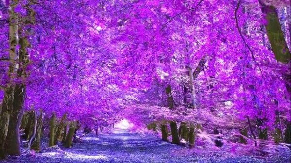 Dima Dark-Forest 29 видео ролик (7.04.2023)