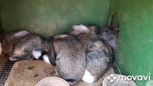 КРОЛИКИ / ПЕРЕСАЖИВАЕМ КРОЛИКОВ/ ВЫГОДНЫ ЛИ РИЗЕНЫ/ РАЗВОДИТЬ ИЛИ НЕТ/