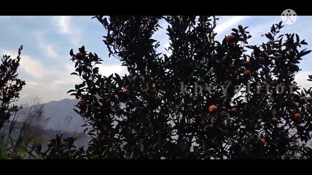 Darjeeling | blossom eco tourism | Darjeeling home stay | chota mangwa | eco farming home stay | смотреть онлайн