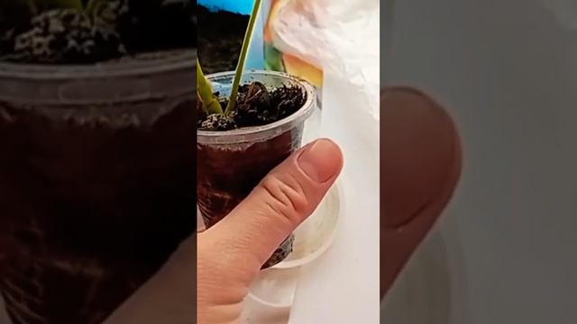 #обзор #подпишисьнамойканал #пахистахис #шефлера #цветыдлядома #2023 #цветы #растения смотреть онлайн