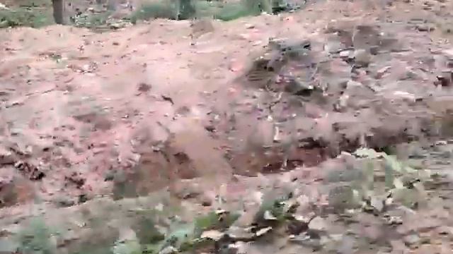 Спасите лес от Барса!!! 07 июля 2014 утро смотреть онлайн