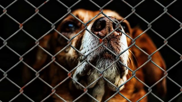 Преемственность. Философские стихи в песне. В.Абрамов, Э.Качанов. смотреть онлайн