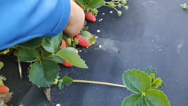 Лучшие Итальянские сорта, клубника Спаржи! смотреть онлайн