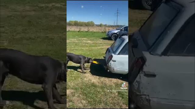 Эвакуатор .. не дорого..#канекорсо #canecorso