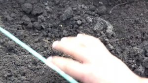 ВЫСАДКА ЧЕРЕНКОВ ВИНОГРАДА ОСЕНЬЮ КАК СДЕЛАТЬ ВСЁ ПРАВИЛЬНО