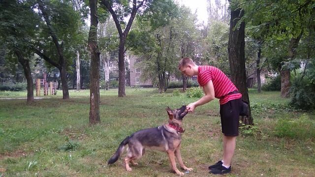 Немецкая овчарка комплекс сидеть лежать стоять| Дрессировка немецкой овчарки | Команда сидеть лежат