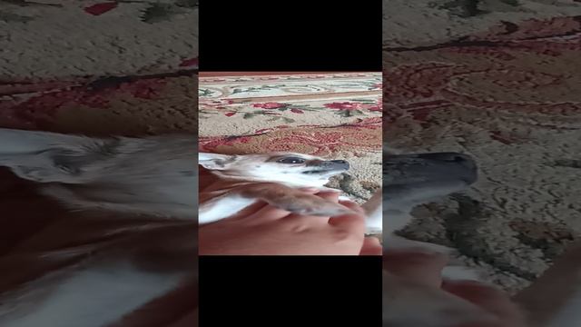видео про Соню!!! смотреть онлайн