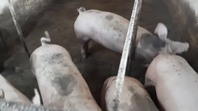 Отказался продавать СВИНЕЙ из-за НАГЛОСТИ покупателя смотреть онлайн