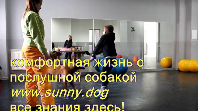 на ребенка гавкает собака что делать собака гавкает и нападает на ребенка смотреть онлайн