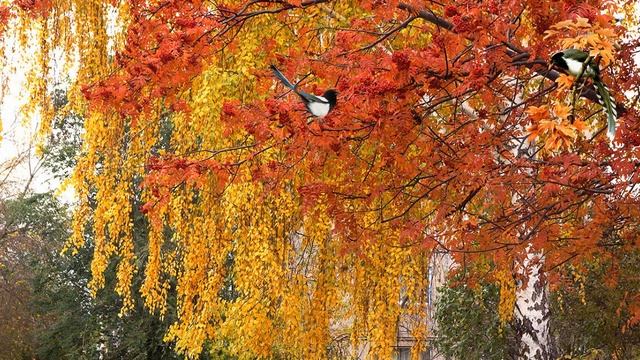 Золотая осень ProShow Producer Красивая мелодия смотреть онлайн